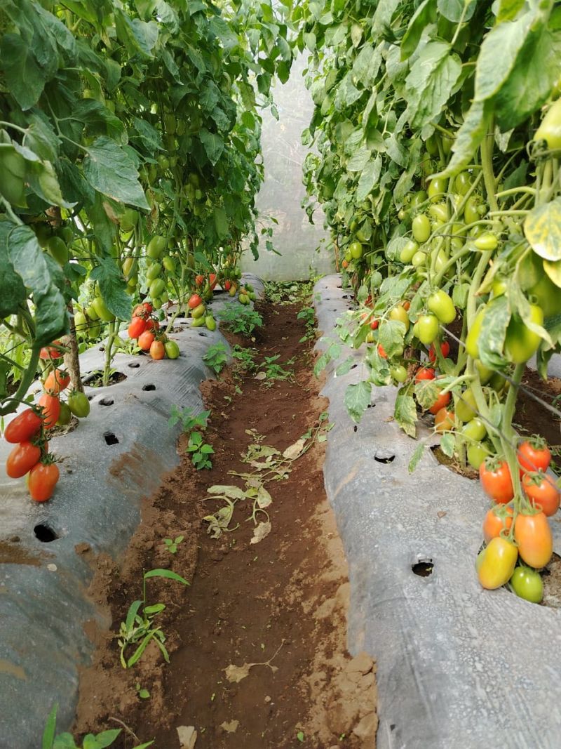 Tomates manzano madurando en la planta dentro de un invernadero.